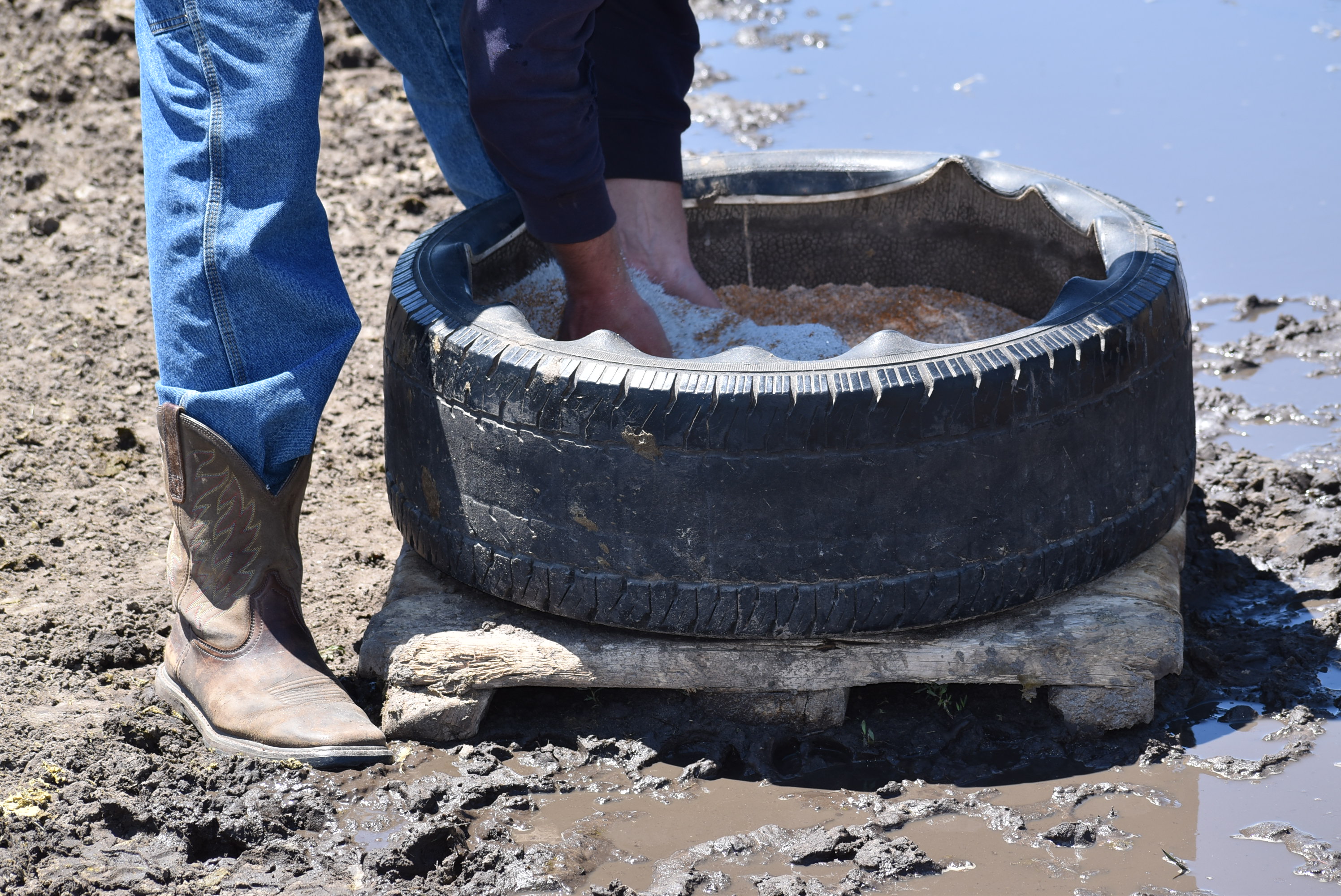 Choose the Best Cattle Mineral Supplementation for Your Operation Drovers